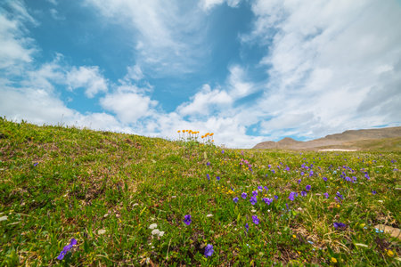 Colorful landscape with orange trollius flowers on sunlit grassy hill in high mountains in changeable weather. Vivid orange flowers of trollius on green mountain pass in bright sun under cloudy sky.の写真素材