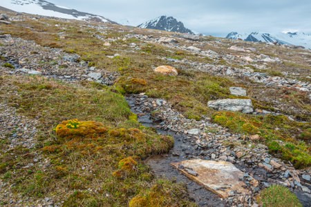 Vivid sunlit landscape with small yellow buttercup flowers among mosses and grasses near clear mountain stream with view to large snow mountain range in cloudy sky. High mountain flora in sunlight.の写真素材