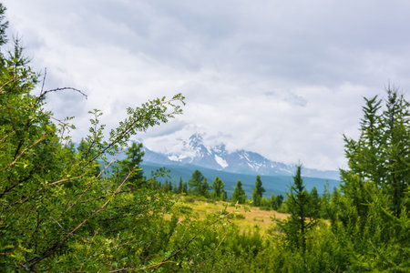 Dramatic view through trees and bushes to blurred snow mountains in sunlight and low clouds. Colorful background of sunlit green branches with leaves and blur snowy mountain peak in changeable weatherの写真素材