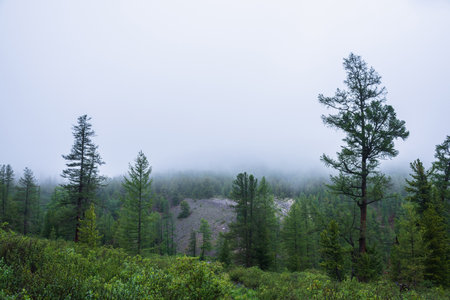 Atmospheric forest landscape with coniferous trees in low clouds in rainy weather. Bleak dense fog in dark forest under gray cloudy sky in rain. Mysterious scenery with coniferous forest in thick fog.の写真素材