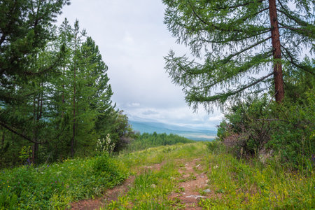 Dramatic view from forest hill to mountains in horizon under cloudy sky. Scenic green landscape with conifer forest and mountains in overcast. Coniferous trees on hill with view to mountain vastness.の写真素材