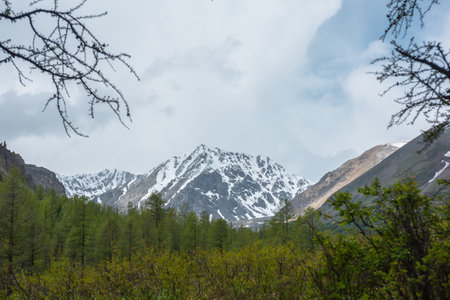Scenic landscape with sunlit coniferous forest against snowy mountain range in sunlight under cloudy sky. Colorful view to forest valley and sunlit snow mountains under cloud sky at changeable weatherの写真素材