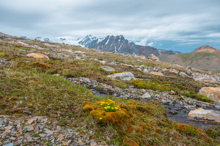 Vivid sunlit landscape with small yellow buttercup flowers among mosses and grasses near clear mountain stream with view to large snow mountain range in cloudy sky. High mountain flora in sunlight.の写真素材
