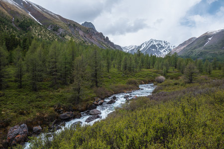 Scenic landscape with mountain river and coniferous forest in green valley against high sharp rocks and snowy mountain range under cloudy sky. Mountain creek and snow mountains at changeable weather.の写真素材