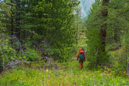 Traveling man in red with big backpack on way through thickets in coniferous forest. Backpacker walks through mountain forest with motley flora. Colorful landscape with tourist in forest among cedars.の写真素材