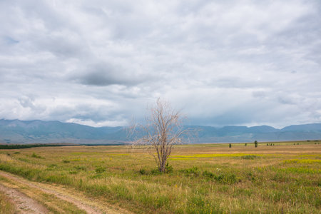 Dramatic view to old dry tree in sunlit steppe against somber large mountains in low clouds during rain. Gloomy landscape with high mountain range in rain and steppe in sunlight in changeable weather.の写真素材