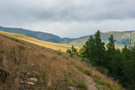 Dramatic view to coniferous forest and high mountain range in sunlight in changeable weather. Colorful mountain landscape with green forest and sunlit hills against large mountains under cloudy sky.の写真素材