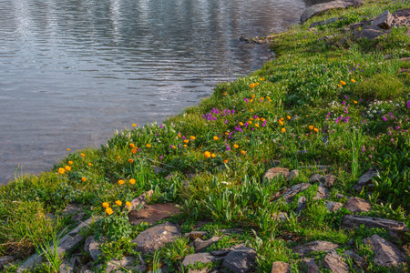 Colorful sunny nature background with orange trollius flowers and violet viola flowers among green grasses and stones near lake edge in bright sun. Many vivid flowers in sunlit motley flower meadow.の写真素材