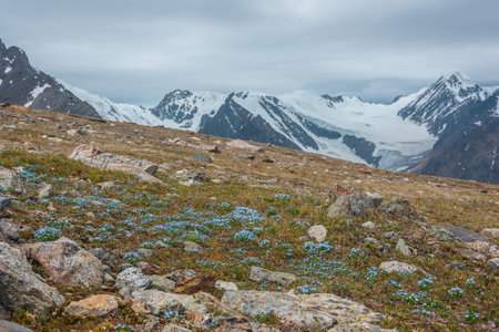 Vivid sunlit landscape with small cyan flowers among grasses and stones with view to large snow mountain range in cloudy sky. Picturesque scenery with small blue flowers in high mountains in sunlight.の写真素材