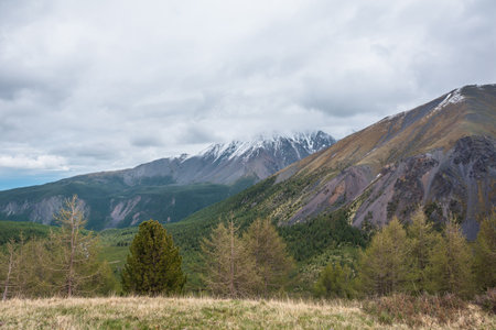 Atmospheric landscape with coniferous trees on gold hill against high snowy mountain range in rainy low clouds. Dramatic beautiful view from golden hill to large snow mountains in low gray cloudy sky.の写真素材