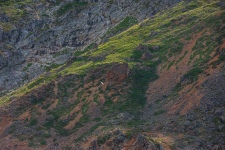 Scenic mountain landscape with flying of kite bird of pray on nature background of mountain and rocks in sunlight. Colorful view to rocks with green grasses and shrubs on stones with predatory bird.の写真素材
