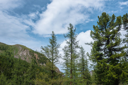 Atmospheric mountain forest landscape with coniferous trees in sunlight under blue cloudy sky in changeable weather. Dramatic mountain scenery with coniferous forest and mountains under big cloud.の写真素材