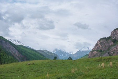 Beautiful view from grassy hill to wide mountain valley and high snow mountains âin gray low clouds. Atmospheric landscape with forest on hillside and large snow mountains under lead gray cloudy sky.の写真素材