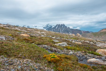 Vivid sunlit landscape with small yellow buttercup flowers among mosses and grasses near clear mountain stream with view to large snow mountain range in cloudy sky. High mountain flora in sunlight.の写真素材