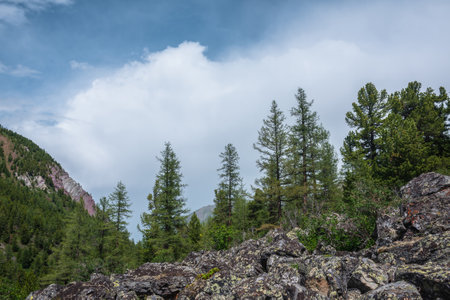 Atmospheric mountain forest landscape with coniferous trees in sunlight on stony hill under blue cloudy sky in changeable weather. Dramatic mountain scenery with coniferous forest under big cloud.の写真素材