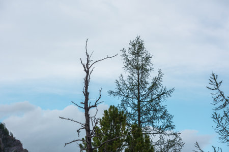 Atmospheric landscape with sharp top of dry tree in cloudy sky. Old dry tree top silhouette against cloudy skies. Minimal nature background with old coniferous trees tops in blue sky with clouds.の写真素材