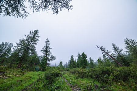 Atmospheric forest landscape with coniferous trees in low clouds in rainy weather. Bleak dense fog in dark forest under gray cloudy sky in rain. Mysterious scenery with coniferous forest in thick fog.の写真素材
