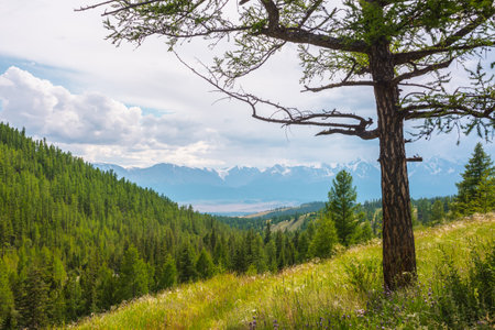Colorful alpine landscape with coniferous tree on sunlit hill with view to forest and high snowy mountain range under cloudy sky. Scenic view to conifer forest in sunlight and large snow mountains.の写真素材