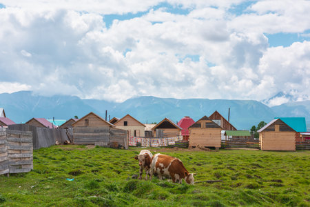 Brown and white cows graze in green grassy meadow near wooden fence and houses in sunlight under low clouds among high mountains. Scenic landscape with cows in mountain village in sunny and cloudy dayの写真素材