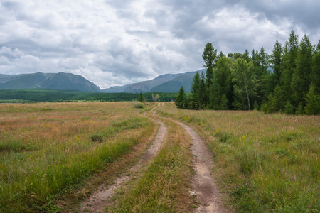 Dramatic mountain landscape with old dirt road along forest near steppe against high mountain range under gray cloudy sky. Gloomy alpine scenery with mixed forest and large mountains in rainy weather.の写真素材