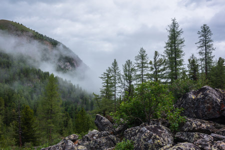 Atmospheric forest landscape with coniferous trees on stony hill in low clouds in rainy weather. Dense fog in dark forest under gray cloudy sky. Mysterious scenery with coniferous forest in thick fog.の写真素材
