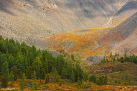 Scenic motley autumn landscape with coniferous forest on hill and sunlit multicolor mountain cirque close-up. Vivid autumn colors in mountains. Sunlight and shadows of clouds in changeable weather.の写真素材