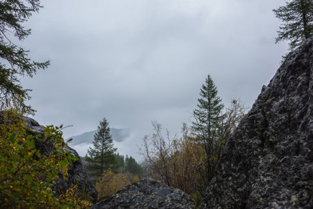 Gloomy view between stones to green coniferous and yellow deciduous trees against mountain range silhouette in dense fog. Autumn mixed forest and black rocks in thick low clouds. Fading autumn colors.の写真素材