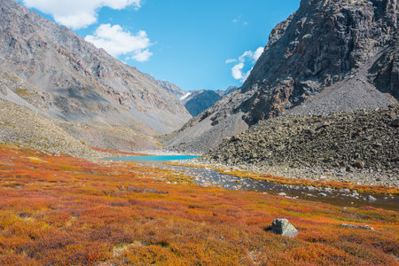 Small azure lake among multicolor high mountain valley in vivid autumn colors between rocks in sunny day. Shallow stony river from mountain lake among motley dwarf birch shrubs in bright sun at autumnの写真素材