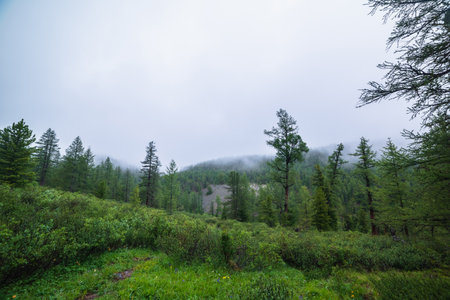 Atmospheric forest landscape with coniferous trees in low clouds in rainy weather. Bleak dense fog in dark forest under gray cloudy sky in rain. Mysterious scenery with coniferous forest in thick fog.の写真素材