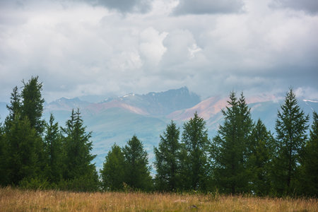 Dramatic landscape with coniferous forest and large mountains under cloudy sky. Atmospheric scenery with forest line against high mountain range in overcast. Scenic view to green forest and hills.の写真素材
