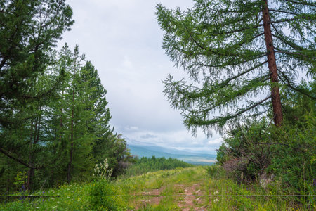 Dramatic view from forest hill to mountains in horizon under cloudy sky. Scenic green landscape with conifer forest and mountains in overcast. Coniferous trees on hill with view to mountain vastness.の写真素材
