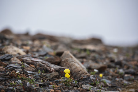 Minimalist view to beautiful small yellow flowers among many stones in rainy weather. Minimal mountain landscape with small yellow papaver flowers during rain. Simple minimalism with flowers in mist.の写真素材