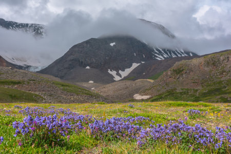 Dramatic scenery with sunlit flower meadow against snow mountains in dense low clouds. Atmospheric landscape with purple flowers in green valley in sunlight and snow mountain range in thick clouds.の写真素材