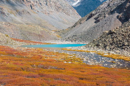 Small azure lake among multicolor high mountain valley in vivid autumn colors between rocks in sunny day. Shallow stony river from mountain lake among motley dwarf birch shrubs in bright sun at autumnの写真素材