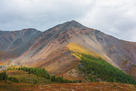 Dramatic motley autumn landscape of high mountain with rocky peaked top and sunlit coniferous forest on multicolor ridge under gray cloudy sky. Vivid autumn colors on mountain in changeable weather.の写真素材