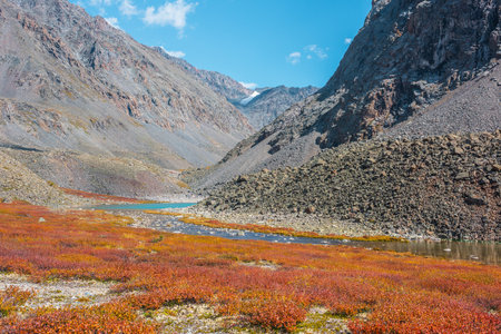 Small azure lake among multicolor high mountain valley in vivid autumn colors between rocks in sunny day. Shallow stony river from mountain lake among motley dwarf birch shrubs in bright sun at autumnの写真素材