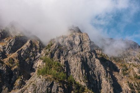 Misty autumn landscape with coniferous trees on sunlit sharp rocks and pointy peak in low clouds. Fading autumn colors in high mountains. Firs on rocky mountain with peaked top in foggy sunny morning.の写真素材