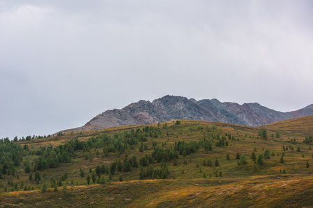 Scenic autumn landscape with forest on hillside and rocky mountain range under gray cloudy sky. Dramatic scenery with coniferous trees on mountainside in overcast weather. Atmospheric autumn mountainsの写真素材