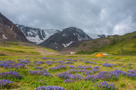 Dramatic scenery with vivid orange tent in sunlit flower meadow with view to snow mountains under cloudy sky. Overcast landscape with purple flowers in valley in sunlight against snow mountain range.の写真素材