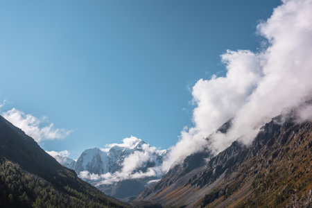 Scenic landscape with forest in autumn mountain valley against large snow mountains in low clouds in morning sunlight. Spruces on hillside with view to sunlit high snowy mountain range in low clouds.の写真素材