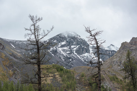 Somber scenery with two silhouettes of dry trees against mossy hills with forest and snowy mountain top in low clouds. Dramatic landscape with snow mountain peak under cloudy sky in gloomy weather.の写真素材