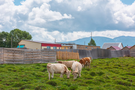 Brown and white cows graze in green grassy meadow near wooden fence and houses in sunlight under cloudy sky among high mountains. Scenic landscape with cows in mountain village in sunny and cloudy dayの写真素材