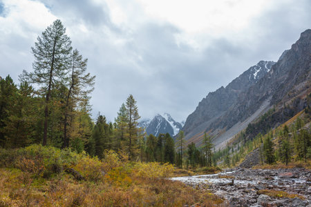 Dramatic autumn landscape with yellow larch trees against snowy mountain peak in low clouds. Forest among fading gold flora with view to snow peaked top in overcast. Golden autumn colors in mountains.の写真素材
