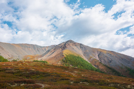 Dramatic motley autumn mountain landscape. Shrubs and bushes with view to high rocky peaked top and forest on sunlit slope under cloudy sky. Vivid autumn colors in mountains in changeable weather.の写真素材