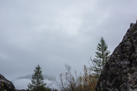 Gloomy view between stones to green coniferous and yellow deciduous trees against mountain range silhouette in dense fog. Autumn mixed forest and black rocks in thick low clouds. Fading autumn colors.の写真素材