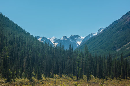 Atmospheric landscape with coniferous trees in valley with view to large snow mountains in bright sun under clear blue sky. Lush forest on steep slopes against high snowy mountain range in sunny day.の写真素材