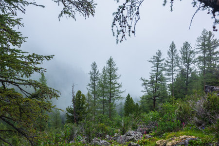 Atmospheric forest landscape with coniferous trees in low clouds in rainy weather. Bleak dense fog in dark forest under gray cloudy sky in rain. Mysterious scenery with coniferous forest in thick fog.の写真素材