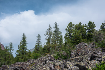 Atmospheric mountain forest landscape with coniferous trees in sunlight on stony hill under blue cloudy sky in changeable weather. Dramatic mountain scenery with coniferous forest under big cloud.の写真素材