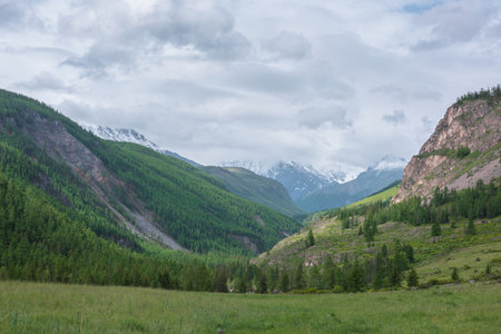 Atmospheric landscape with coniferous trees on green hill with view to high snow mountains âin rainy low clouds. Beautiful green mountain valley and forest on âsunlit hillside under gray cloudy sky.の写真素材