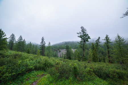 Atmospheric forest landscape with coniferous trees in low clouds in rainy weather. Bleak dense fog in dark forest under gray cloudy sky in rain. Mysterious scenery with coniferous forest in thick fog.の写真素材